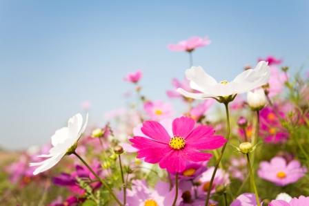 Cosmos, Sensation Mix  Cosmos bipinnatus